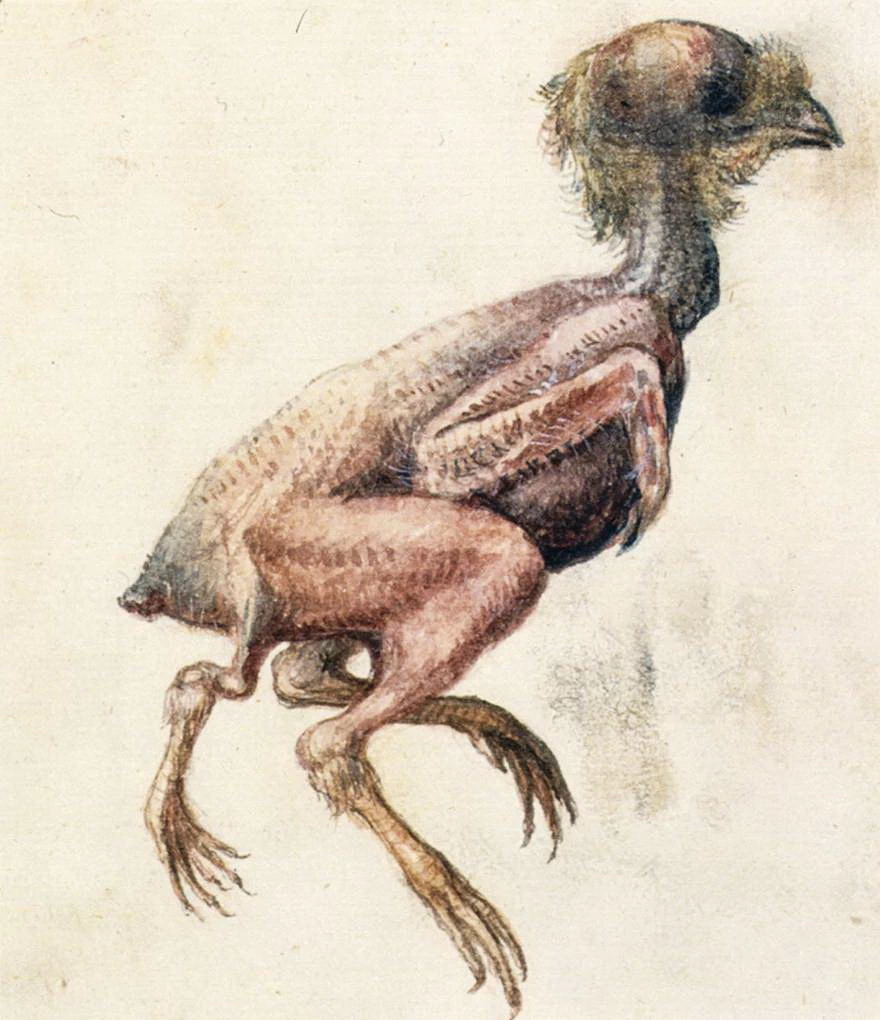 Studio di un pulcino a tre zampe senza piume - Österreichische Nationalbibliothek, Vienna